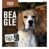 Calendrier chien 2026 - Beagle - Martin