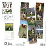Calendrier chien 2026 - Berger Americain Miniature - Martin dos