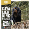 Calendrier chien 2026 - Cavalier King Charles - Martin - face