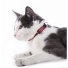 Collier cuir Farandole Chat - Rouge kiko