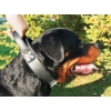 Collier d'intervention en cuir noir pour chien avec poignée - Black & Métal