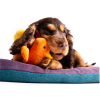 Jouet peluche pour chien - Coq orange ambiance