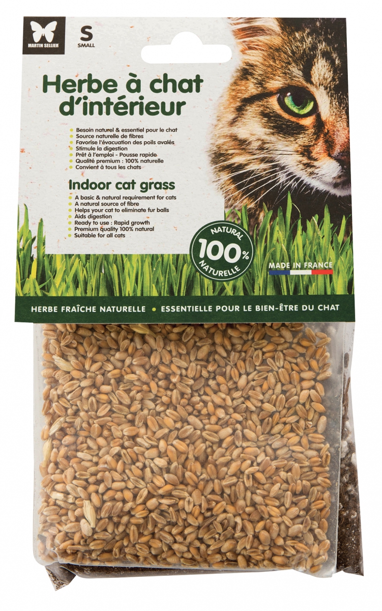 Graines d'herbes à chat à faire pousser - L'Heure du Chat Graines