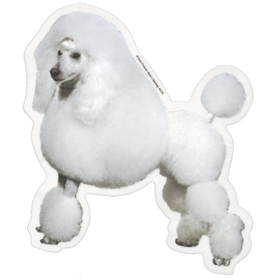 Autocollant - Caniche - 14/15cm - blanc