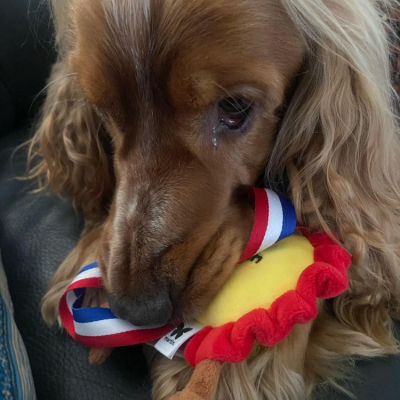 Médaille en peluche - Les  Frenchies